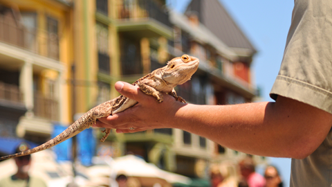 A bearded dragon lizard being held in a person's hand outdoors.