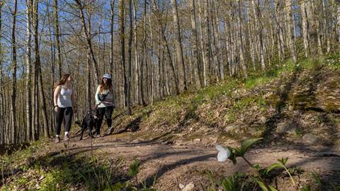 a dog and two people walking on a dirt trail with blooming flowers at blue mountain resort